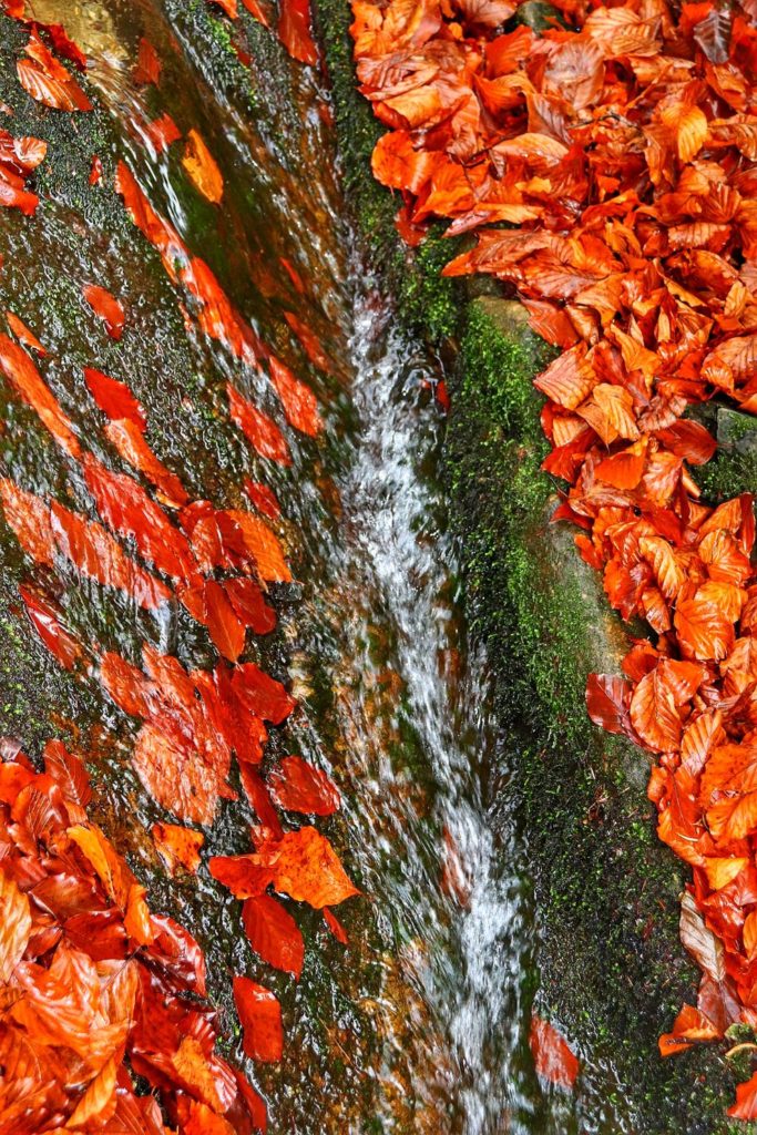 Potok Dusica w Beskidzie Małym, suche liście