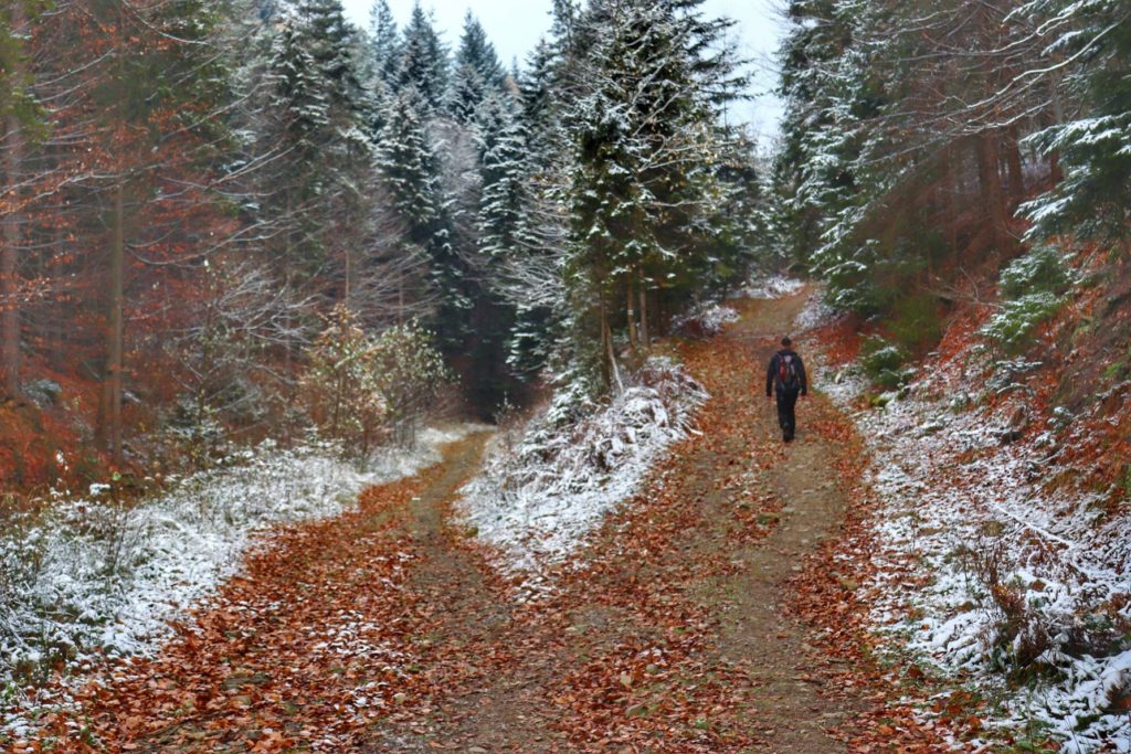 Rozwidlenie drogi leśnej na czarnym szlaku w Bielsku biegnącym do Przełęczy pod Łysą Górą
