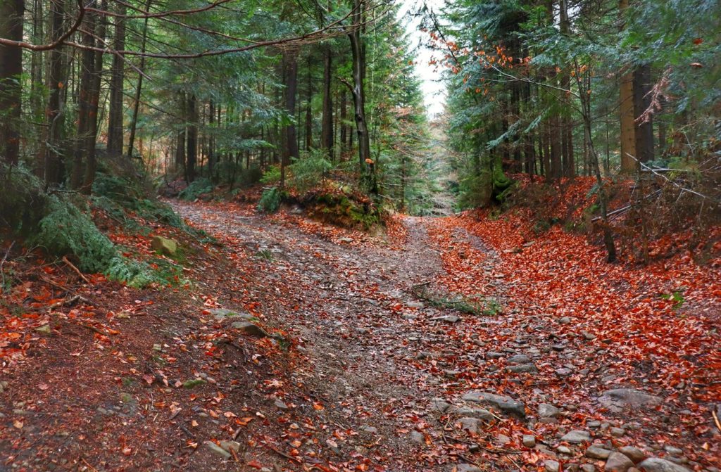 Rozwidlenie dróg w beskidzkim lesie, jesień
