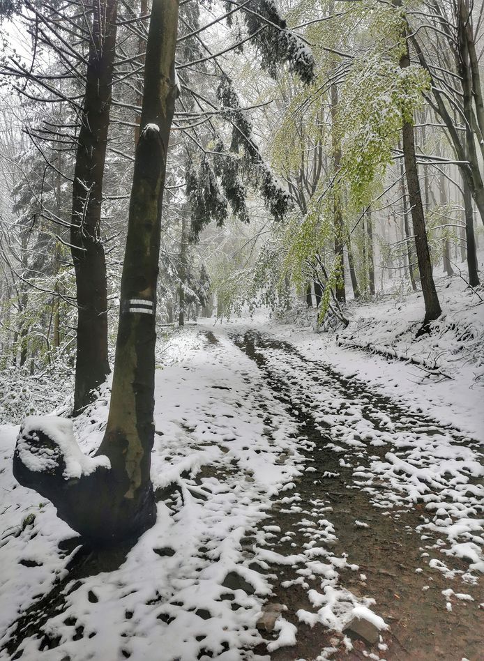 Szeroka droga leśna na czarnym szlaku w Mikuszowicach Krakowskich