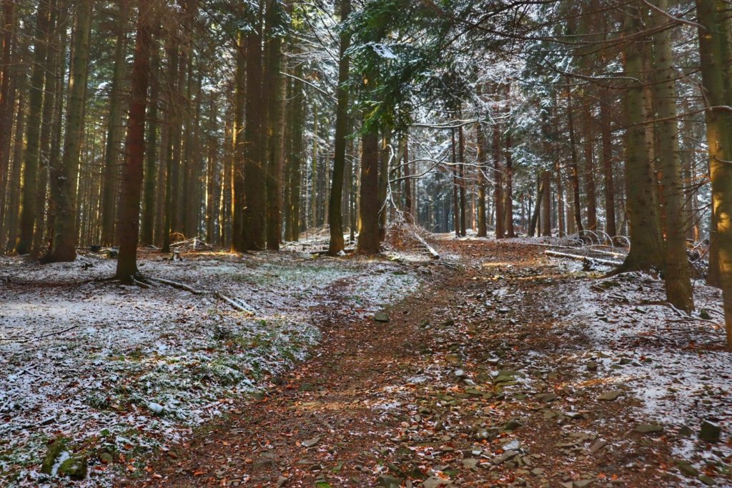 Szeroka droga leśna - czerwony szlak idący w stronę Łysego Gronia, jesienno - zimowa sceneria