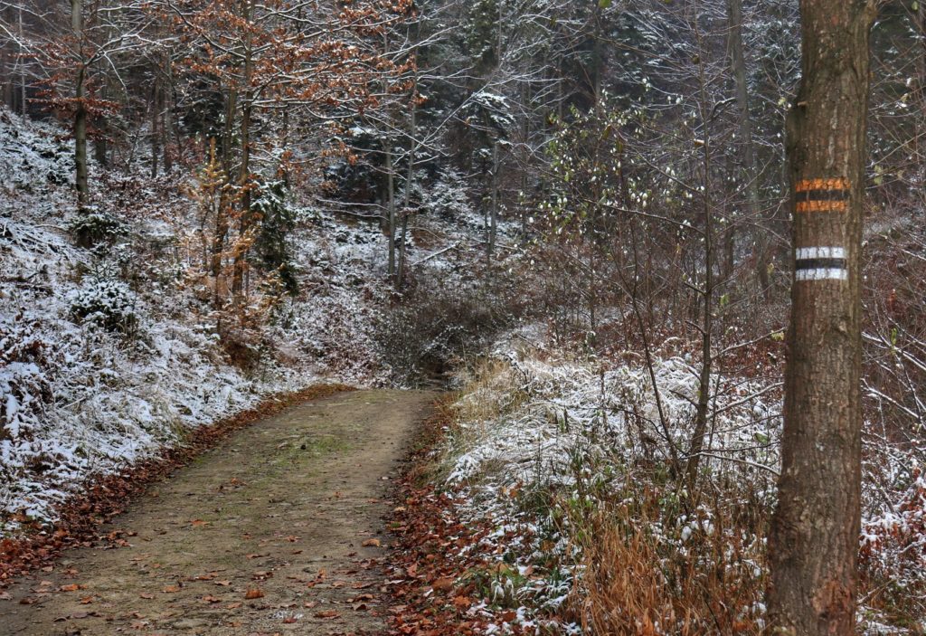 Szlak czarny w Bielsku, droga leśna, jesienno - zimowa sceneria