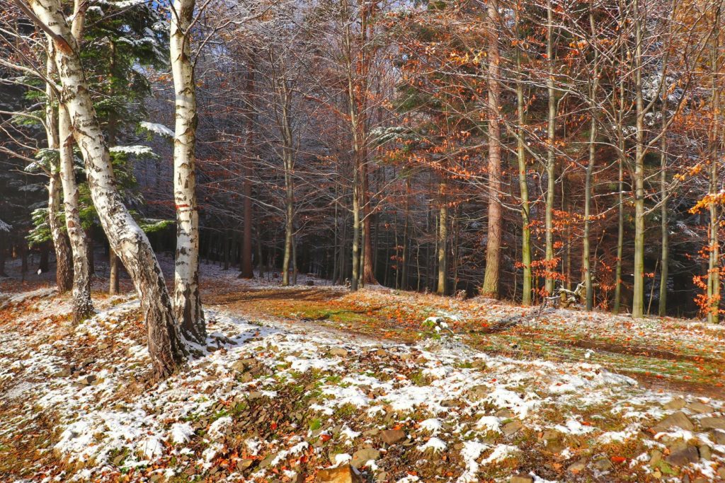 Szlak czerwony na Łysą Górę Bielsko, droga leśna, liście, śladowe ilości śniegu, piękne słoneczne popołudnie