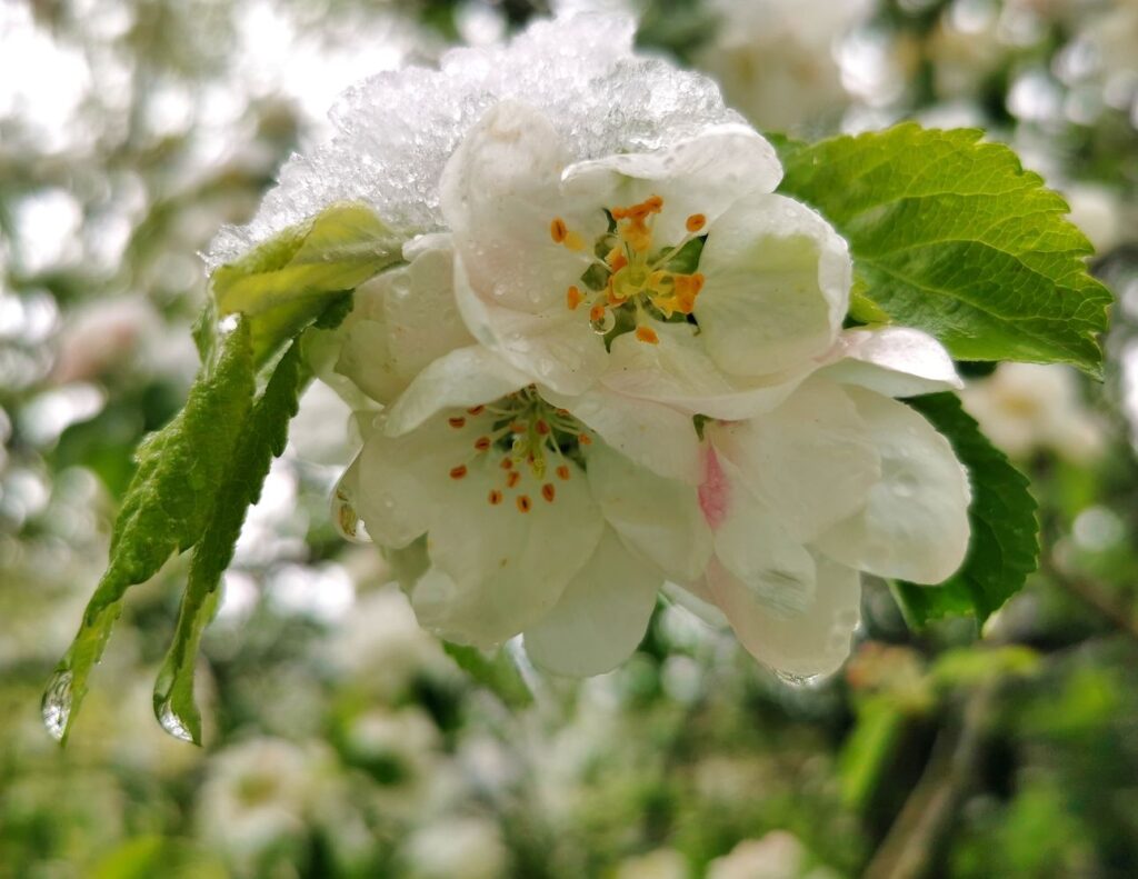 Wiosenne kwiaty jabłoni