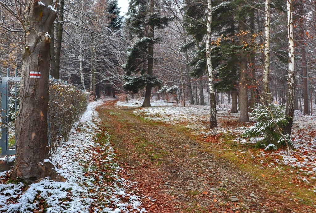 Zaśnieżona leśna droga - szlak czerwony przy Przełęczy pod Łysą Górą