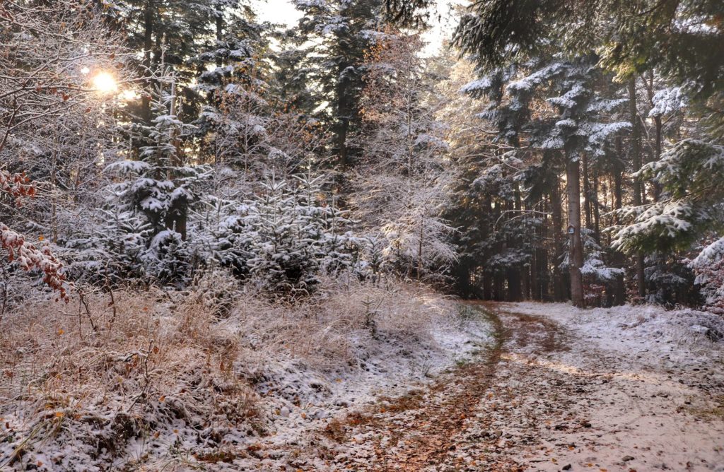 Zimowy krajobraz Beskidu Małego - las, śnieg, słońce