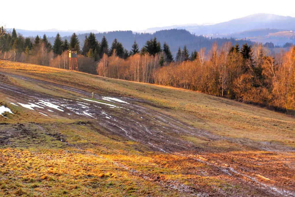 Rozjechana przez samochody polana na czerwonym szlaku w Beskidzie Śląskim - na Słowacji prowadzącym na szczyt Gruň