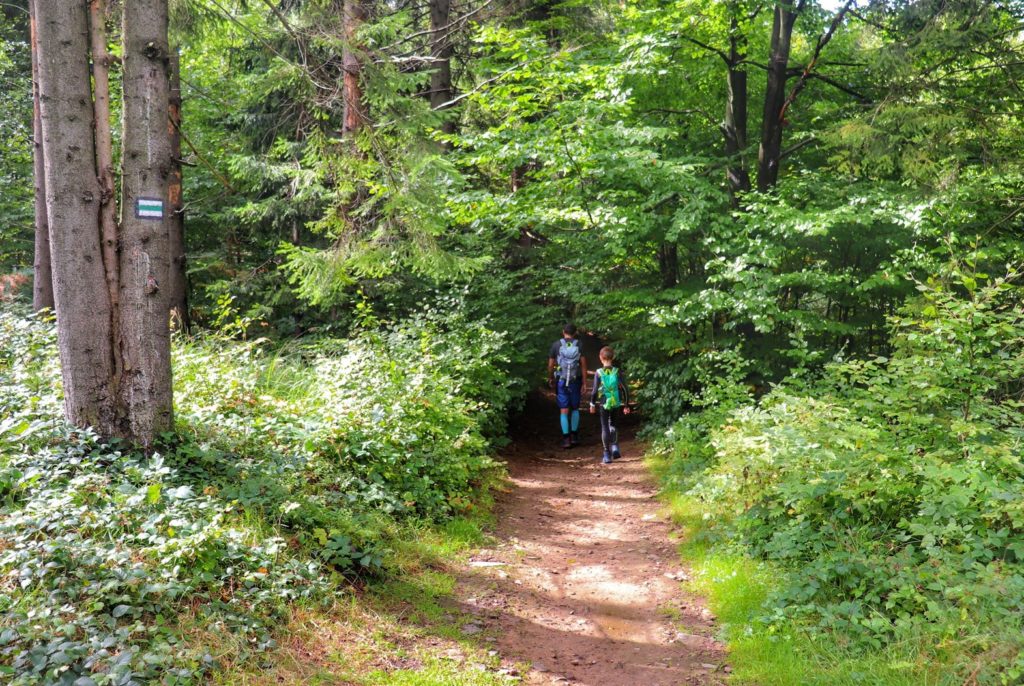 Szeroka droga wiodąca przez las, turyści - mężczyzna z dzieckiem, szlak zielony do Baru Telesforówka na Trzech Kopcach Wiślańskich