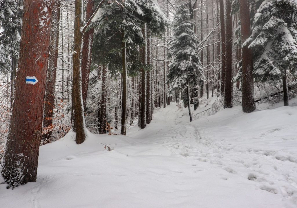 Beskid Śląski - oznaczenie na drzewie kierunku szlaku niebieskiego idącego na Kozią Górkę, las, zima