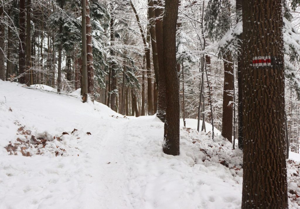 Leśna ścieżka na czerwonym szlaku z Bystrej Górnej - zimowy las
