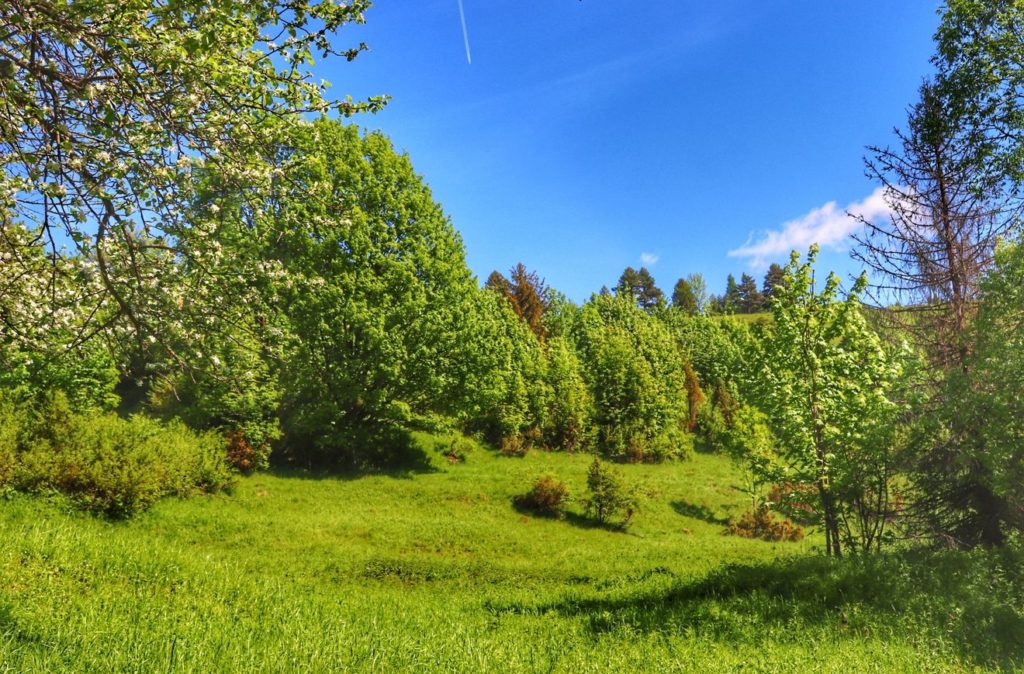 Zielona łąka, kwitnące drzewa owocowe, niebieskie niebo - Wiosna w Rezerwacie Biała Woda