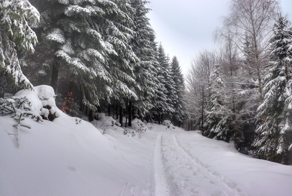 Zima w Beskidzie Śląskim, wydeptana w śniegu ścieżka, zimowy las