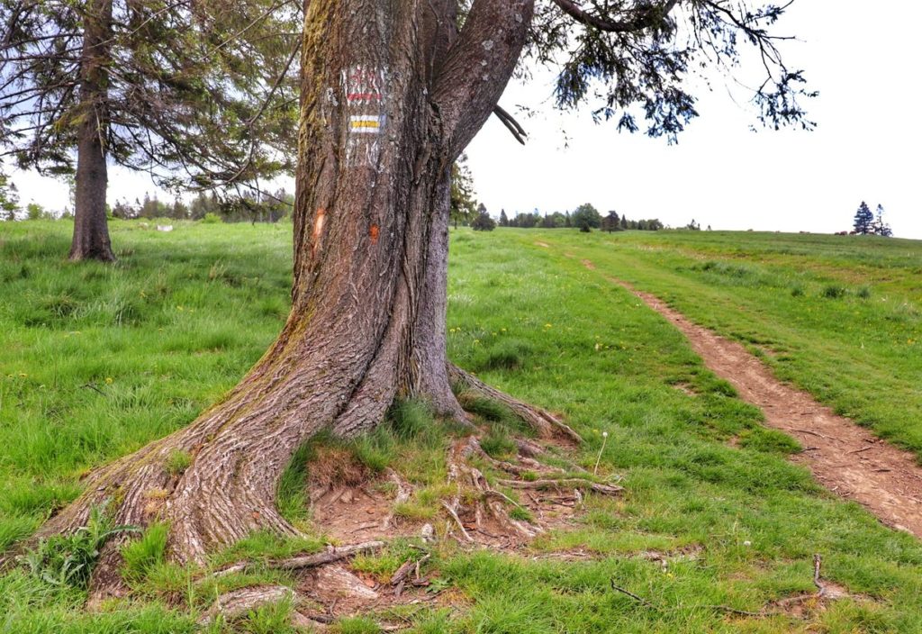 Ścieżka na żółtym szlaku w Pieninach idąca wzdłuż polany, drzewo z oznaczeniem szlaku żółtego - okolica Przełęczy Rozdziela