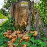 Żagwiak łuskowaty - nadrzewne grzyby na żółtym szlaku - Biała Woda Pieniny