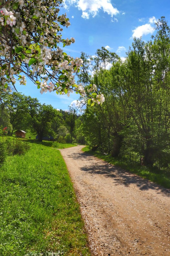 Żółty szlak w Rezerwacie Przyrody Biała Woda, utwardzona droga, kwitnące drzewa owocowe, wiosna