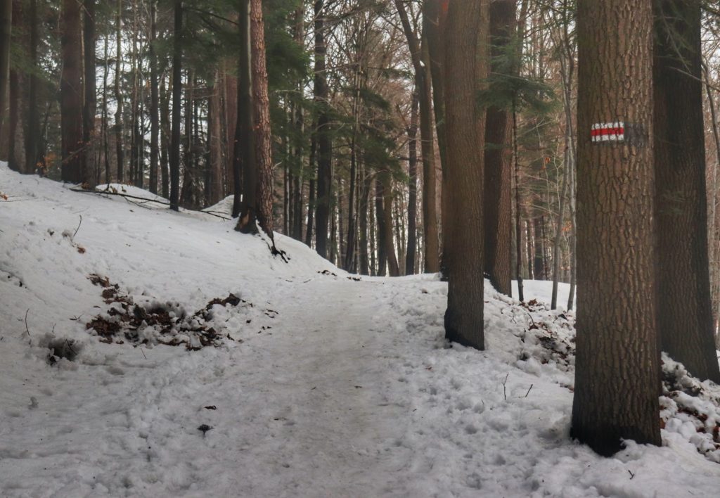 Droga leśna, oznaczenie szlaku czerwonego na drzewie - Bystra Górna, śnieg