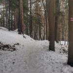 Droga leśna, oznaczenie szlaku czerwonego na drzewie - Bystra Górna, śnieg