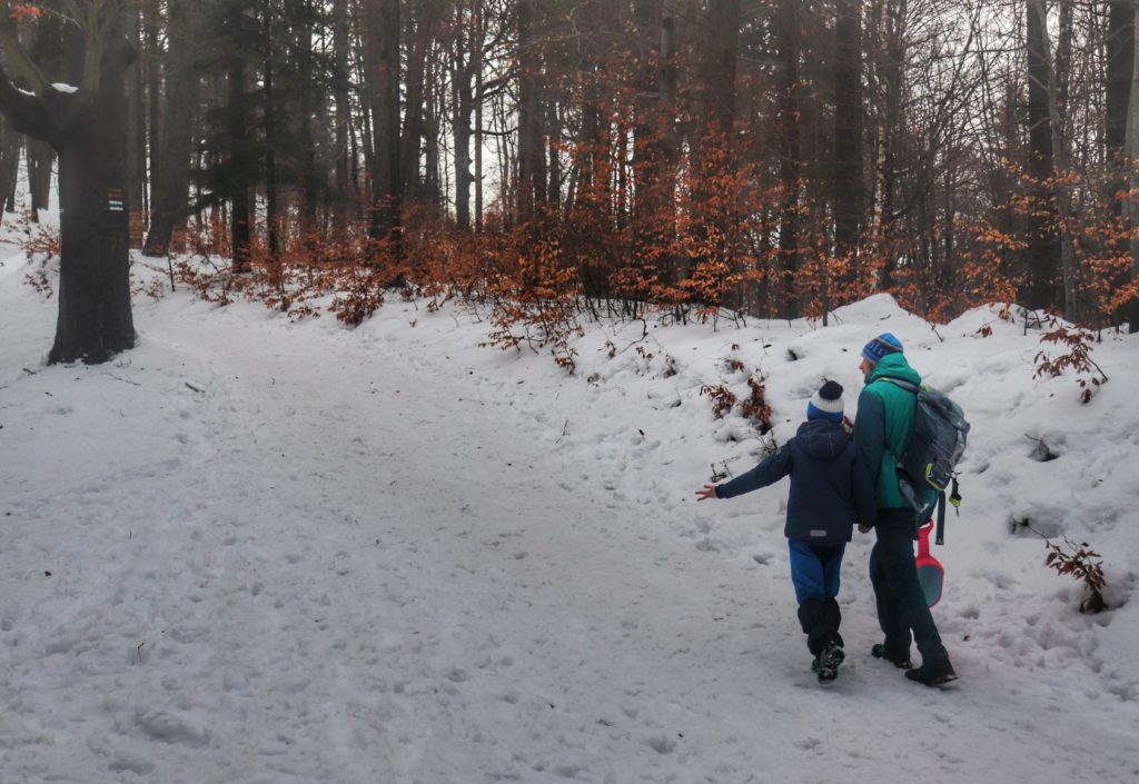 Dziecko z tatą na leśnej drodze pokrytej śniegiem - szlak niebieski na Kozią Górę w Beskidzie Śląskim