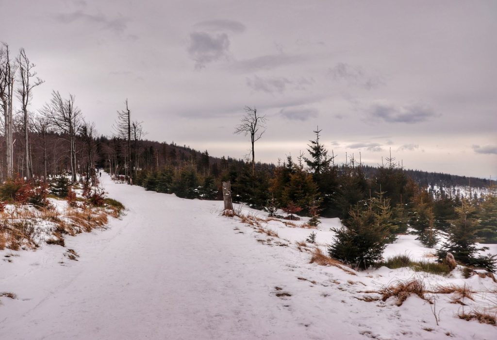 Szeroka zaśnieżona droga na żółtym szlaku idącym na Klimczok, okolice trasy zjazdowej GACIOK
