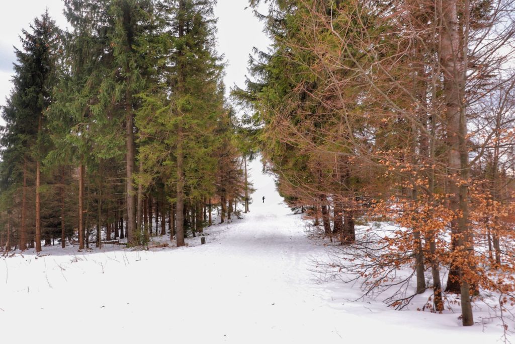 Szeroka zaśnieżona droga na żółtym szlaku na Szyndzielnię