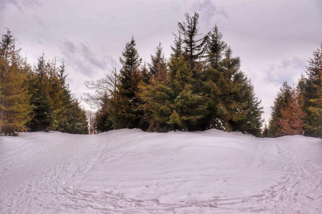 Szlak żółty na Klimczok, śnieg, rozwidlenie