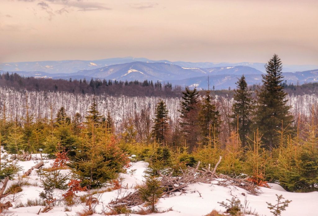Zimowy krajobraz górski z żółtego szlaku na Klimczok - okolice trasy zjazdowej GACIOK
