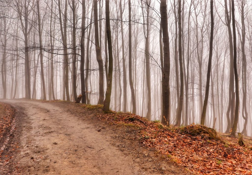 Beskidzki las, mgła