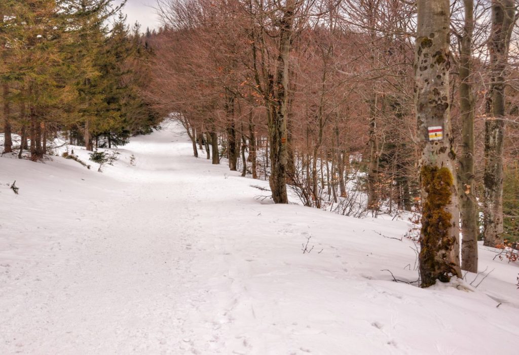 Droga leśna pokryta śniegiem, szlak żółty oraz szlak czerwony - okolica szczytu Szyndzielnia