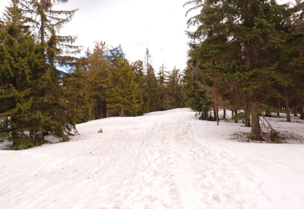Droga leśna - szeroka, na czerwonym szlaku na Halę Miziową, śnieg