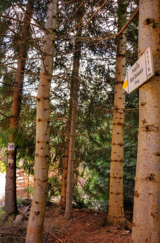Drogowskaz - kierunek szlaku żółtego do Przełęczy Bory Orawskie, drzewa, las