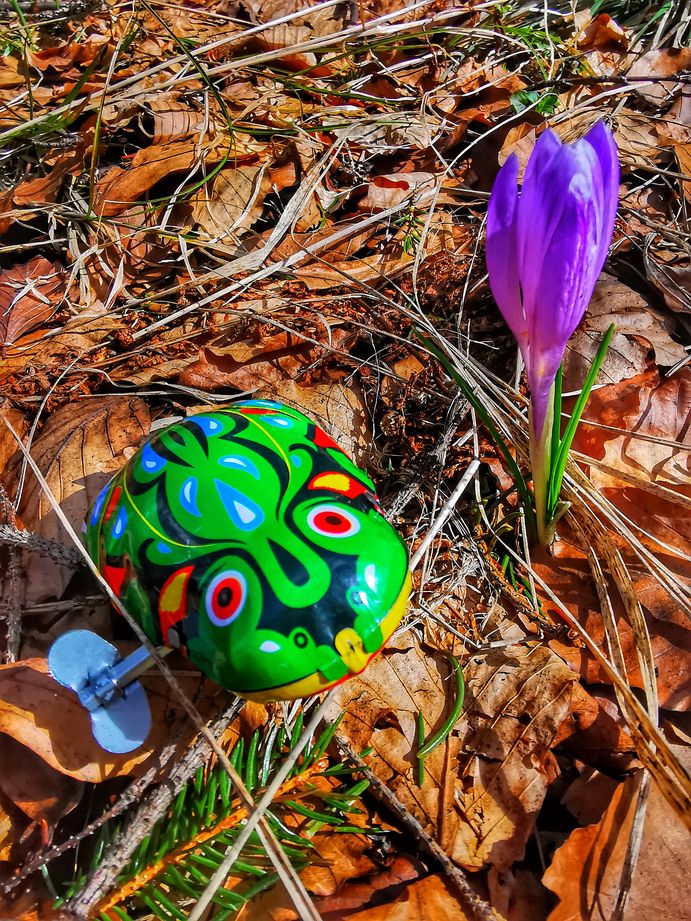 Kolorowa, nakręcana zabawka - żaba, krokus - szafran spiski w Beskidzie Żywieckim