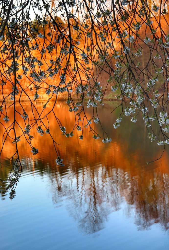 Kwitnące - wiosenne drzewa - Zbiornik Ton - Goleszów, zachodzące słońce