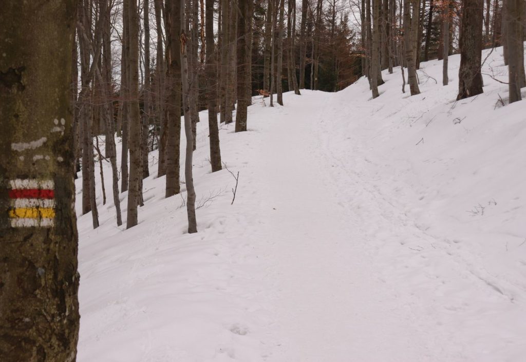 Las, szeroka zaśnieżona droga, szlak żółty oraz szlak czerwony - Szyndzielnia - Klimczok