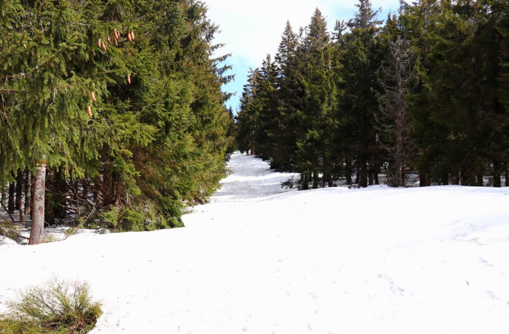 Leśna droga, szlak czerwony i szlak niebieski na szczyt Palenica w Beskidzie Żywieckim, słoneczny dzień, wiosenny śnieg