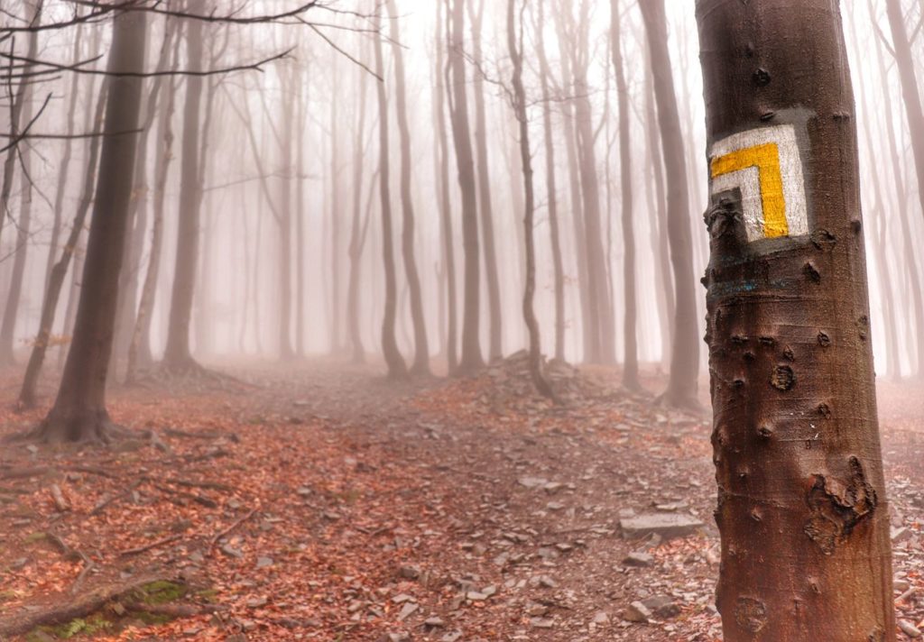 Oznaczenie na drzewie skrętu w lewo szlaku żółtego na Małą Czantorię, las, mgła