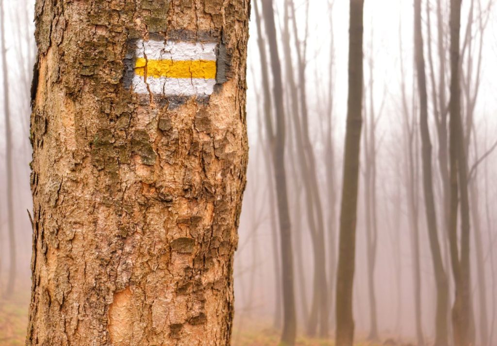 Oznaczenie szlaku żółtego na Małą Czantorię na drzewie, las, mglisty dzień