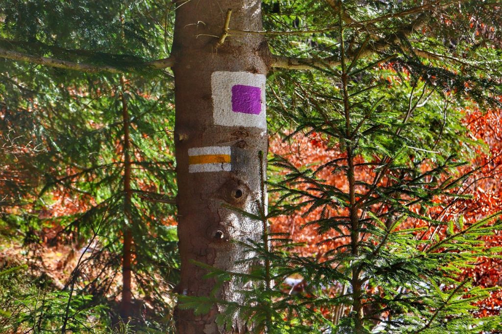 Oznaczenie szlaku żółtego na drzewie