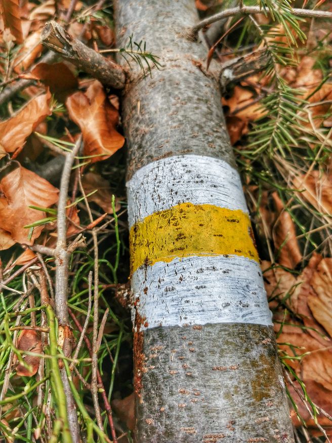 Oznaczenie żółtego szlaku na drzewie