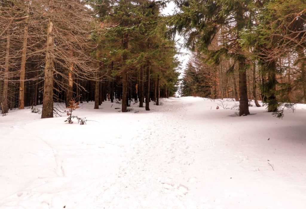 Podejście pod Klimczok na żółtym szlaku, las, zima