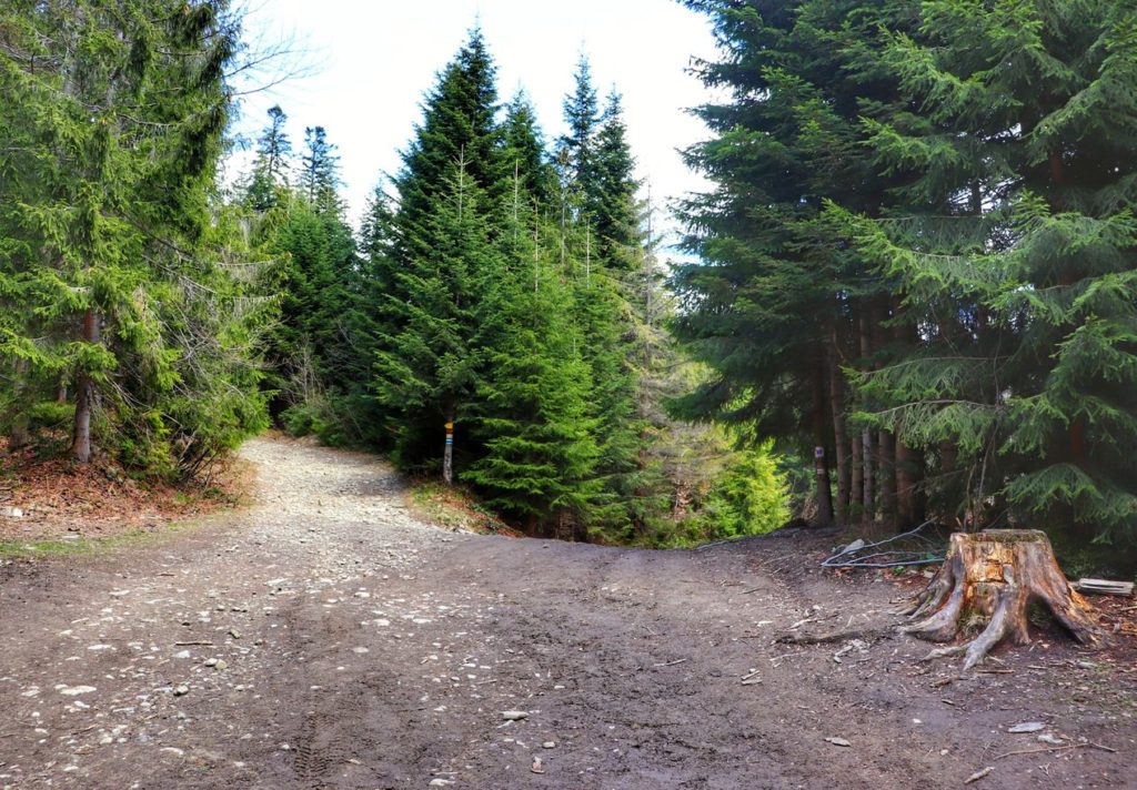 Rozwidlenie drogi leśnej - szlak na Rysiankę ze szlakiem biegnącym do Przełęczy Bory Orawskie