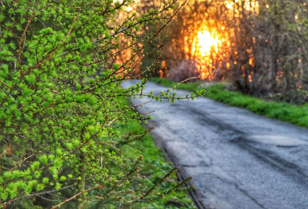 Szeroka asfaltowa droga na zielonym szlaku w Goleszowie, w tle zachodzące słońce, wiosenne drzewka