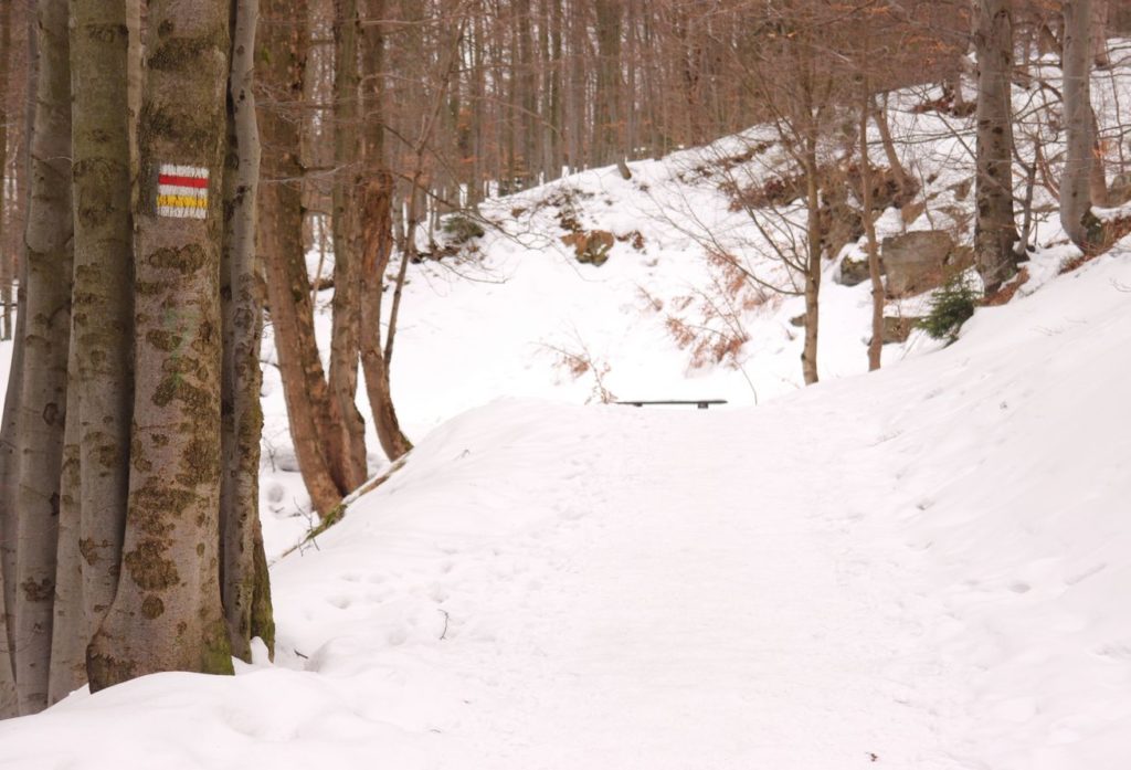 Szeroka droga leśna pokryta śniegiem - szlak żółty na Klimczok - okolice schroniska na Szyndzielni