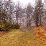 Szeroka droga leśna - szczyt Mała Czantoria w Beskidzie Śląskim