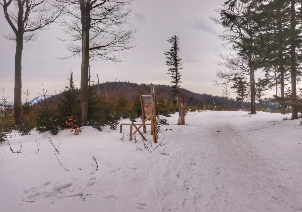 Szeroka zaśnieżona droga na żółtym szlaku na Klimczok, okolica trasy zjadzowej GACIOK, zachmurzone niebo, śnieg