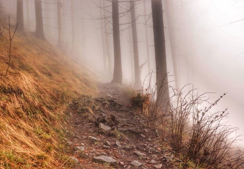 Wąska leśna ścieżka, kamienie, korzenie, mgła