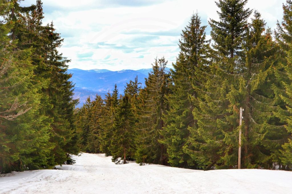 Widok na beskidzkie szczyty ze szlaku czerwonego oraz szlaku niebieskiego na szczyt Palenica