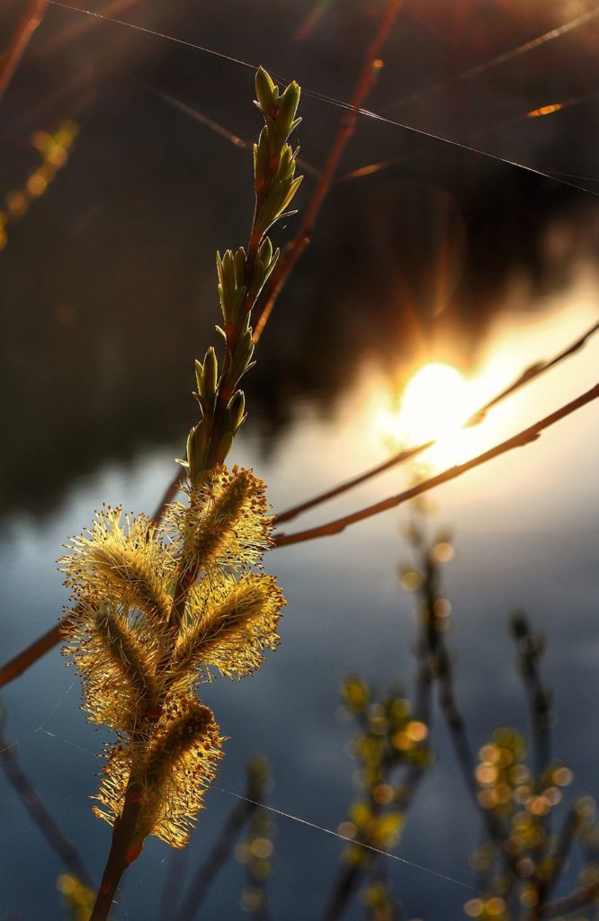 Wiosenna gałązka, słońce odbijające się w tafli jeziora