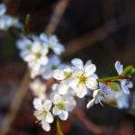 Wiosenna gałązka