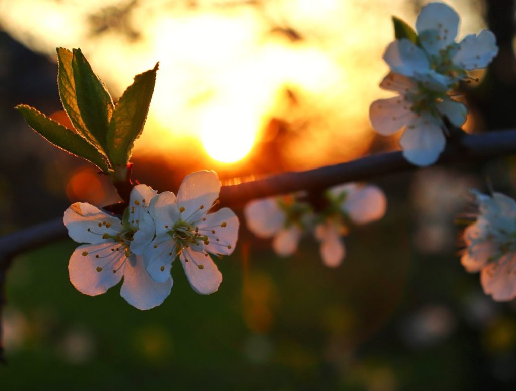 Wiosenne kwitnące drzewo o zachodzie słońca