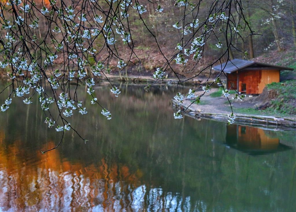 Wiosna nad jeziorem Ton w Goleszowie, kwitnące drzewa, drewniana wiata